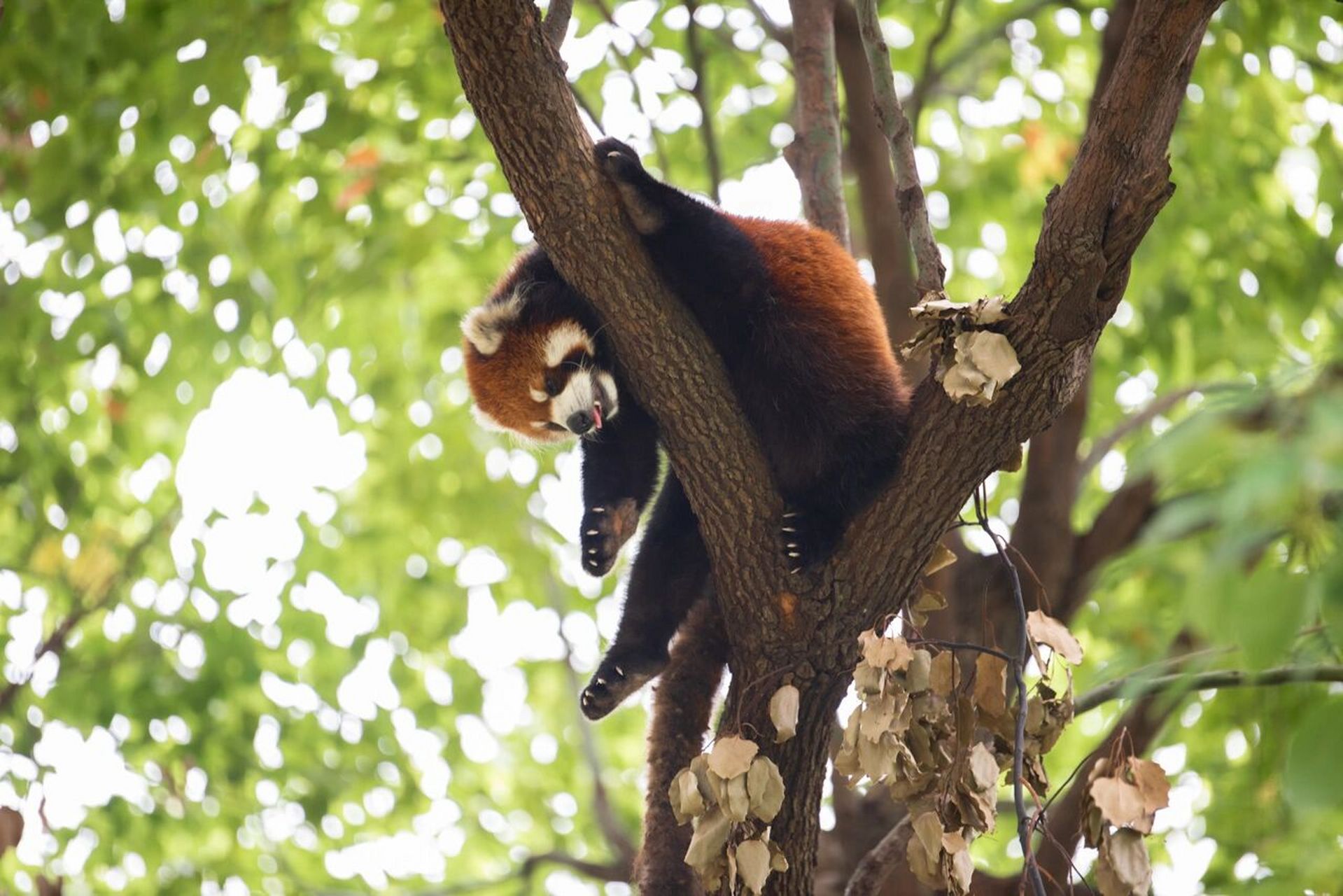 炎热夏日只想躺平 #小熊猫# #爬树# #合肥野生动物园# #小熊猫睡觉