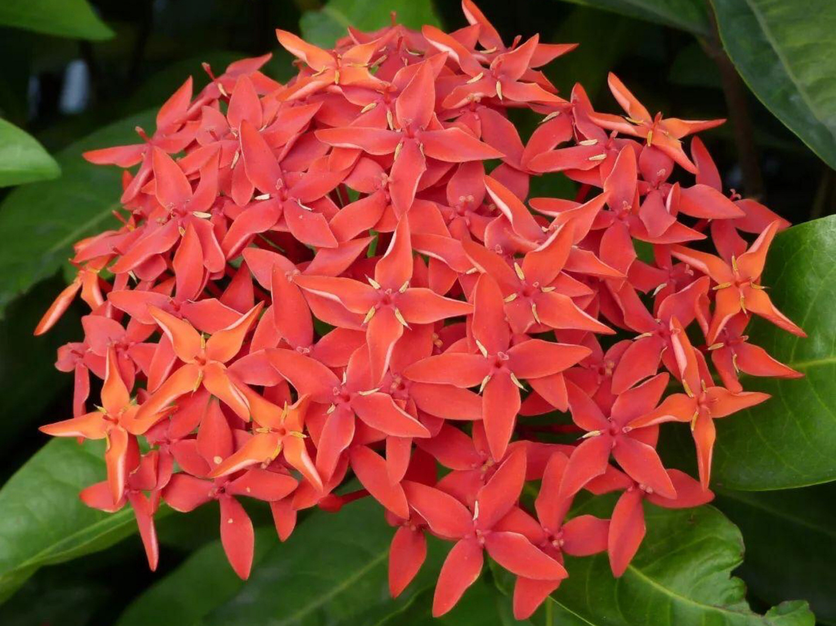 每日一花|龙船花 龙船花:又名英丹,仙丹花,百日红,为茜草科,龙船花属