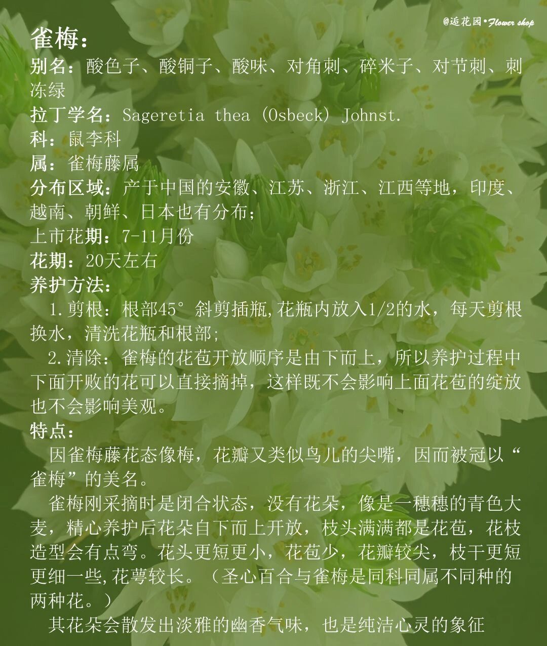 雀梅花怎么养图片