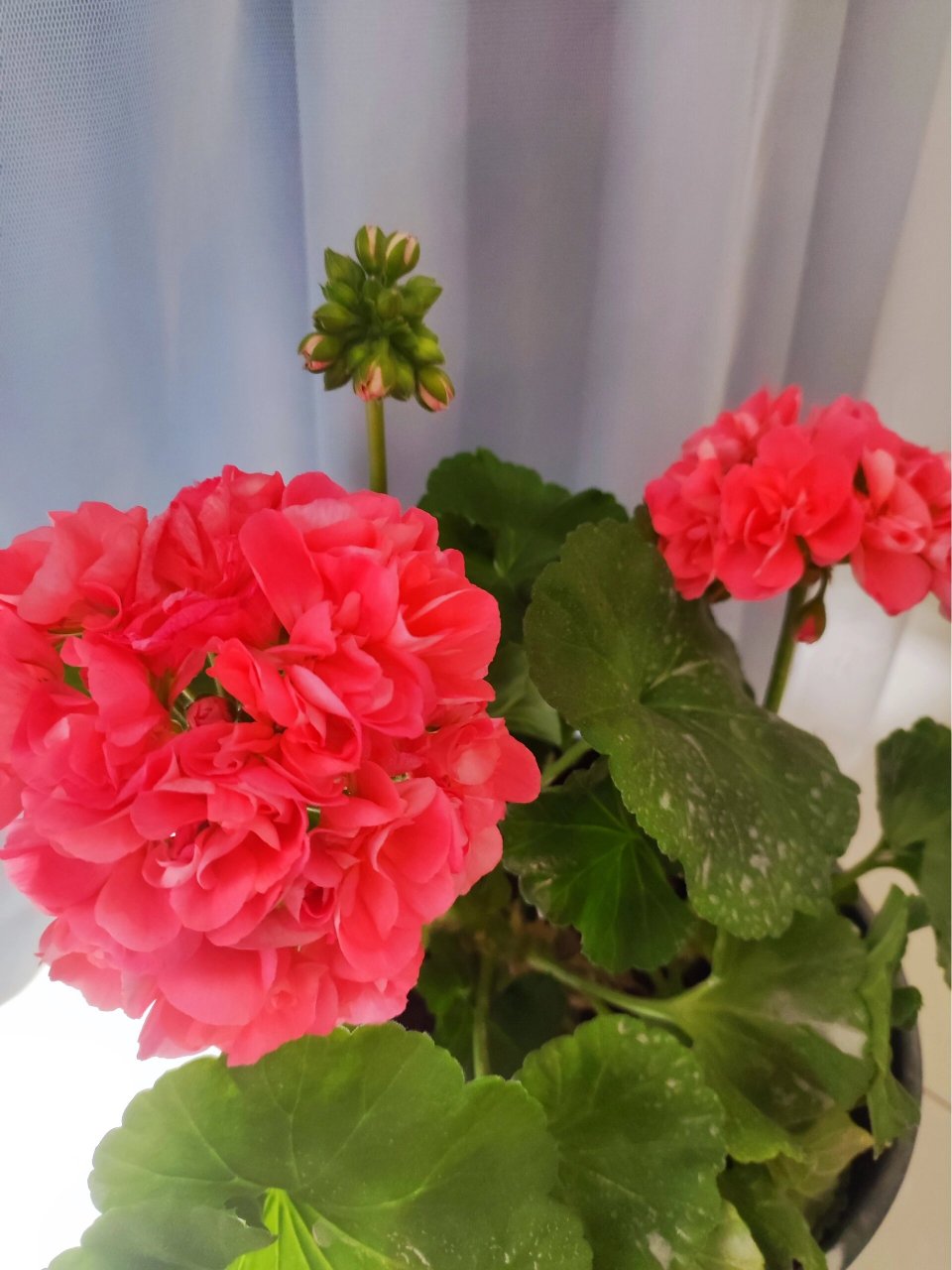 天竺葵高地魅力 买的其他品种,结果商家发错了,开花后,给我说这个是