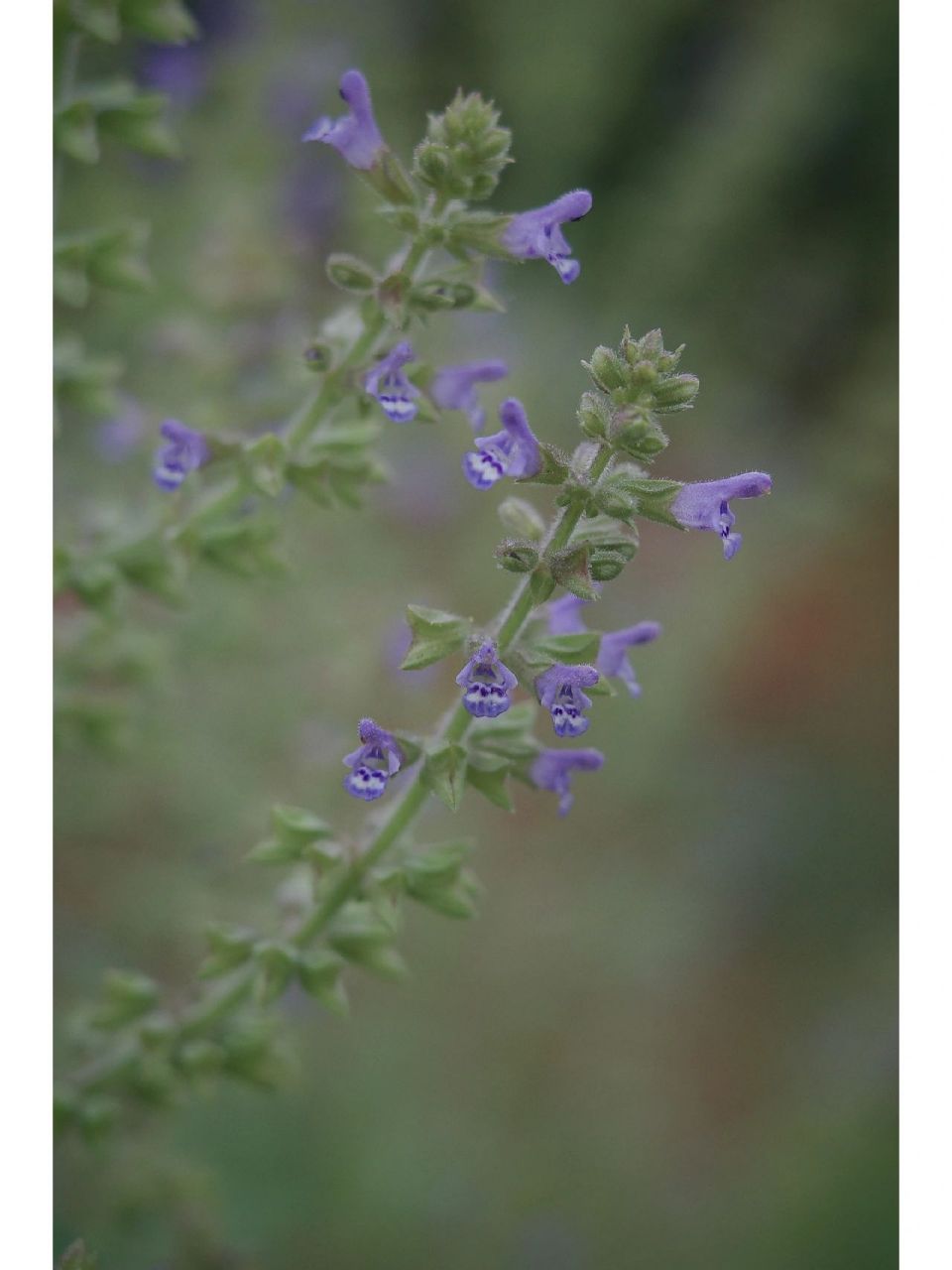 荔枝草 又叫雪见草 蛤蟆草 同一种植物 竟有如此大相径庭的几个名字