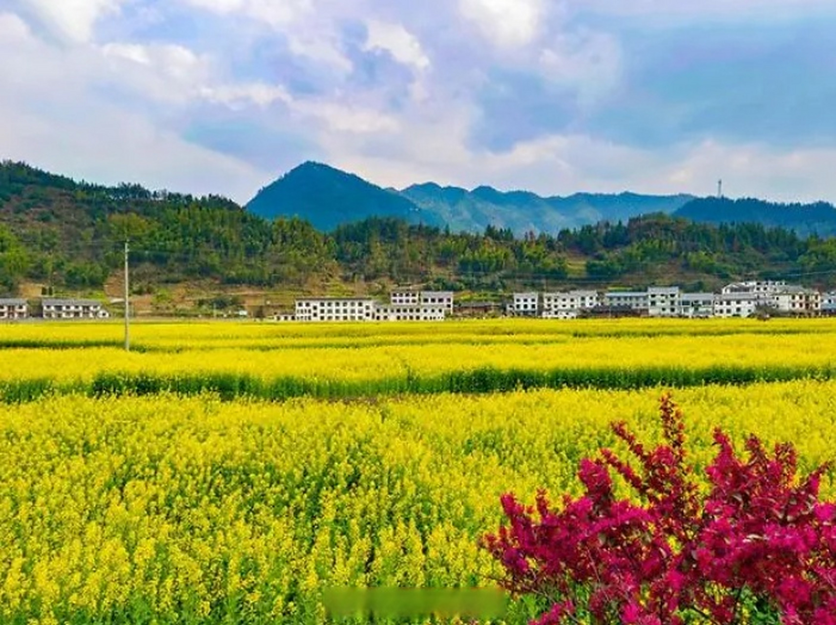 【#怀化千亩油菜花盛开# 】近日,湖南省怀化市溆浦县北斗溪镇坪溪村