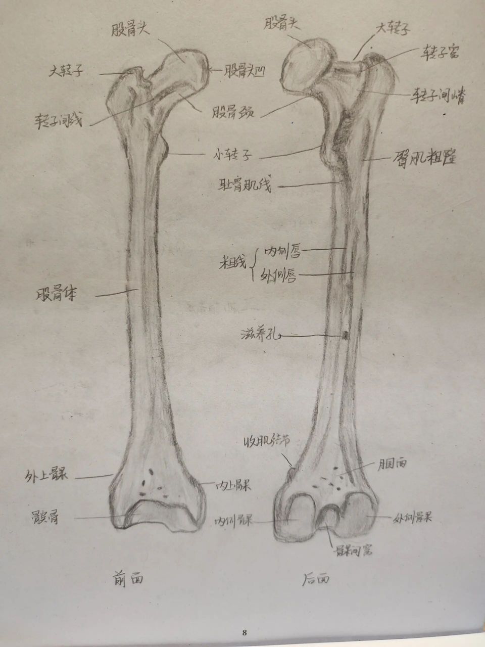 股骨绘制图图片