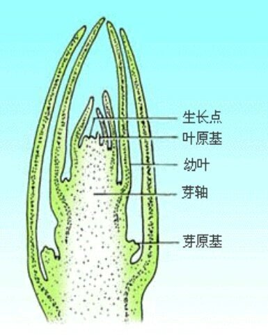 生物叶芽的结构图片图片