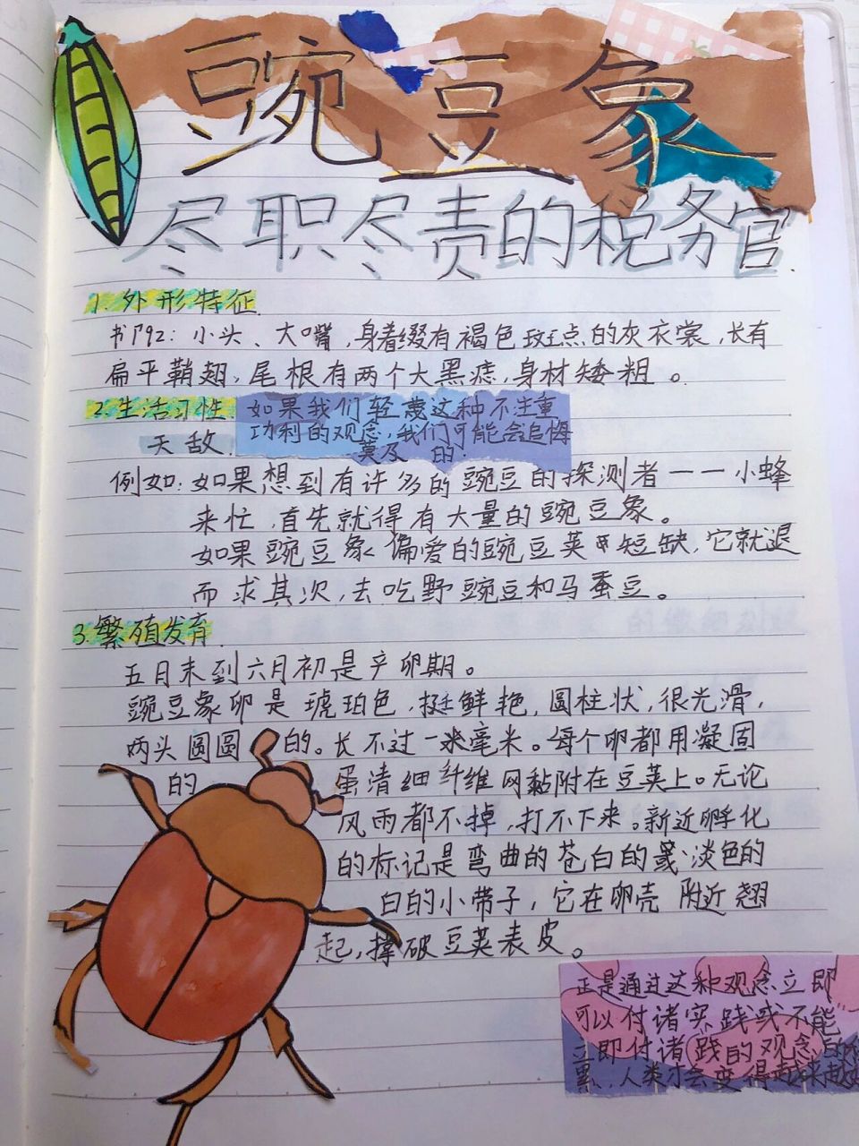 昆虫档案(6)豌豆象