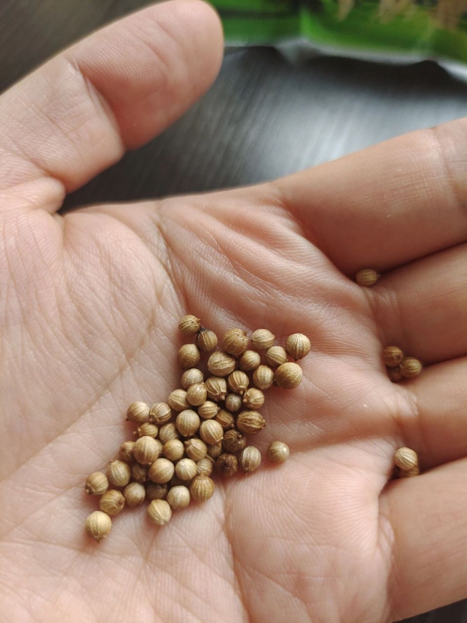 香菜种子细节图 我刚刚给香菜种子拍了一张图片,某