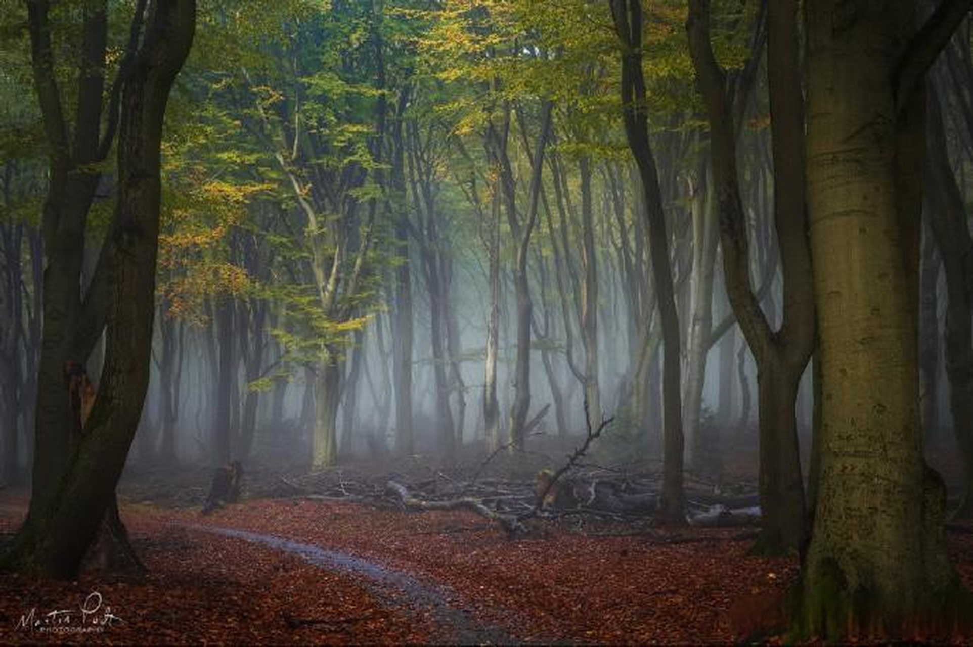 【森林主题风光摄影作品】 摄影师:martin podt