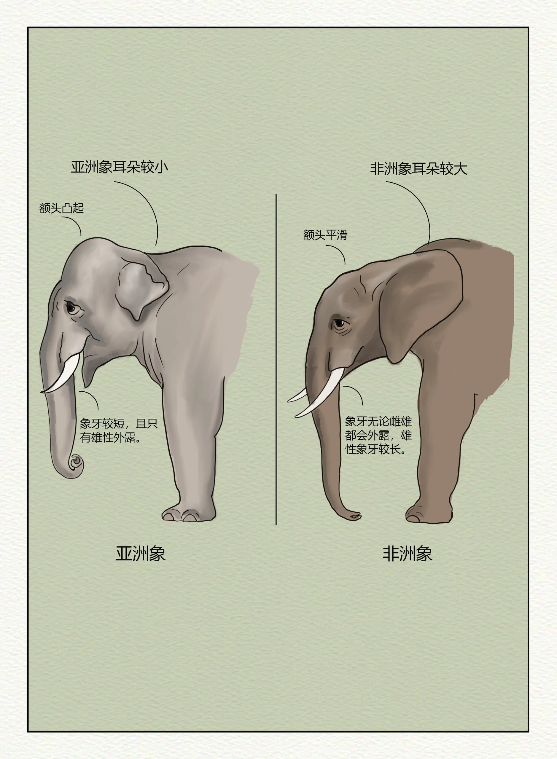 手绘插画科普-大象的进化史 大象是地球上最大的陆地动物之一,具有
