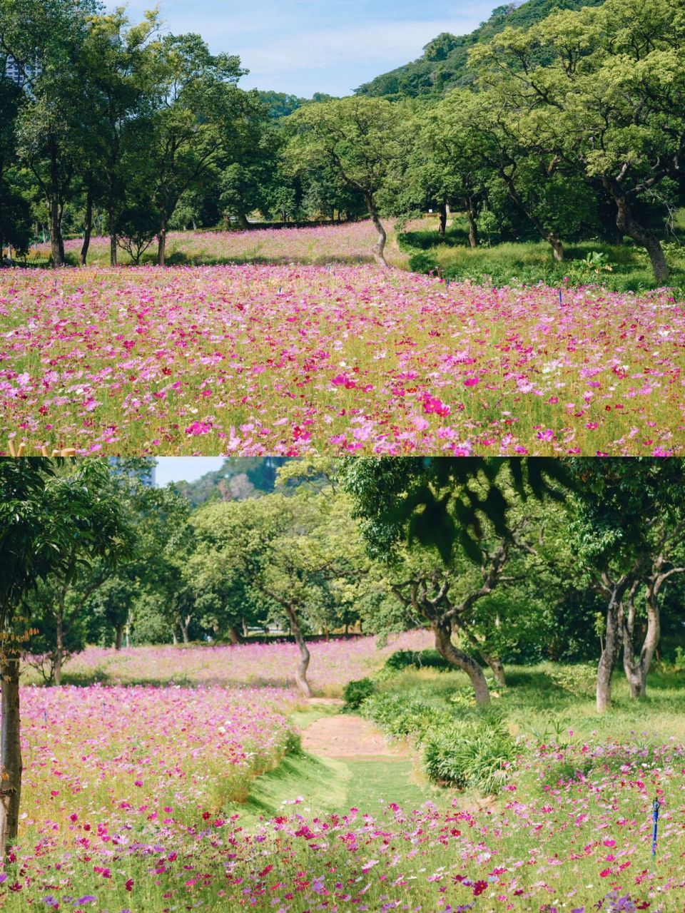 粉色花海怎能錯過99附 你知道嗎71黃埔創新公園的格桑花開了94