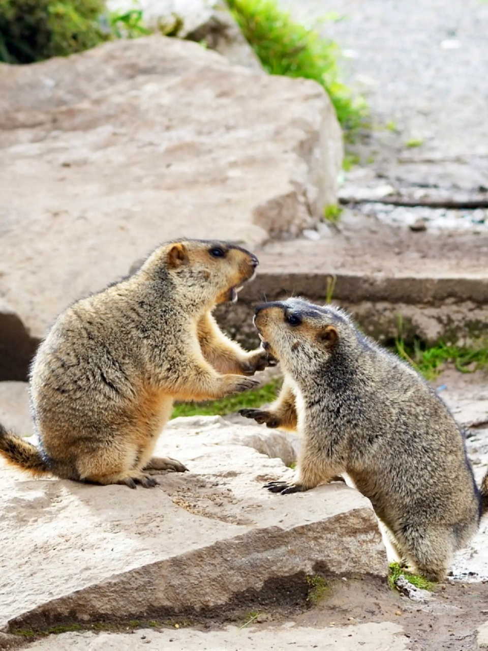甘加秘境|雍仲卡尔,永恒之城 今天是第一站,很多来到夏河的游客并不