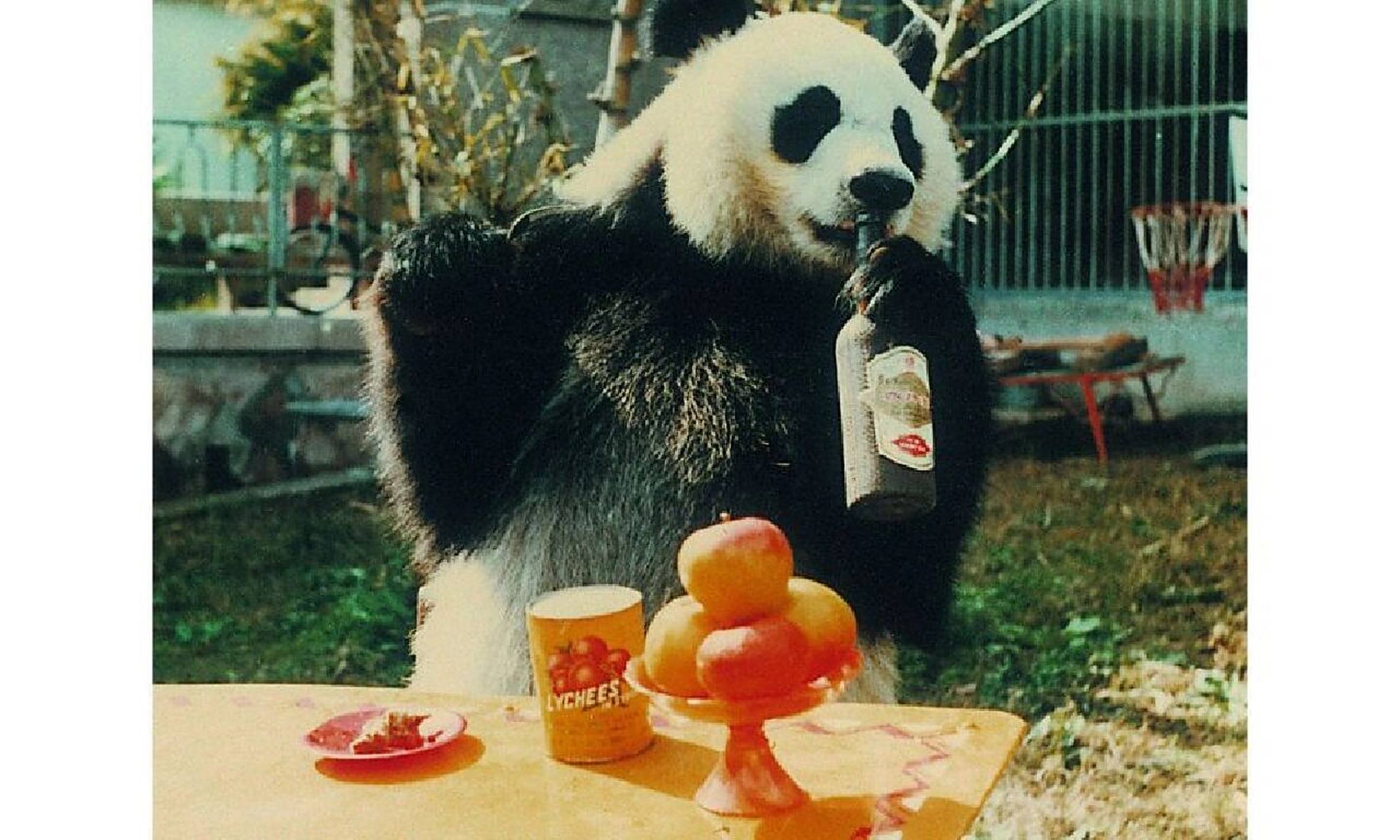 最长寿的圈养美女熊猫"巴斯" 大熊猫巴斯(1980~2017年9月13日),雌性