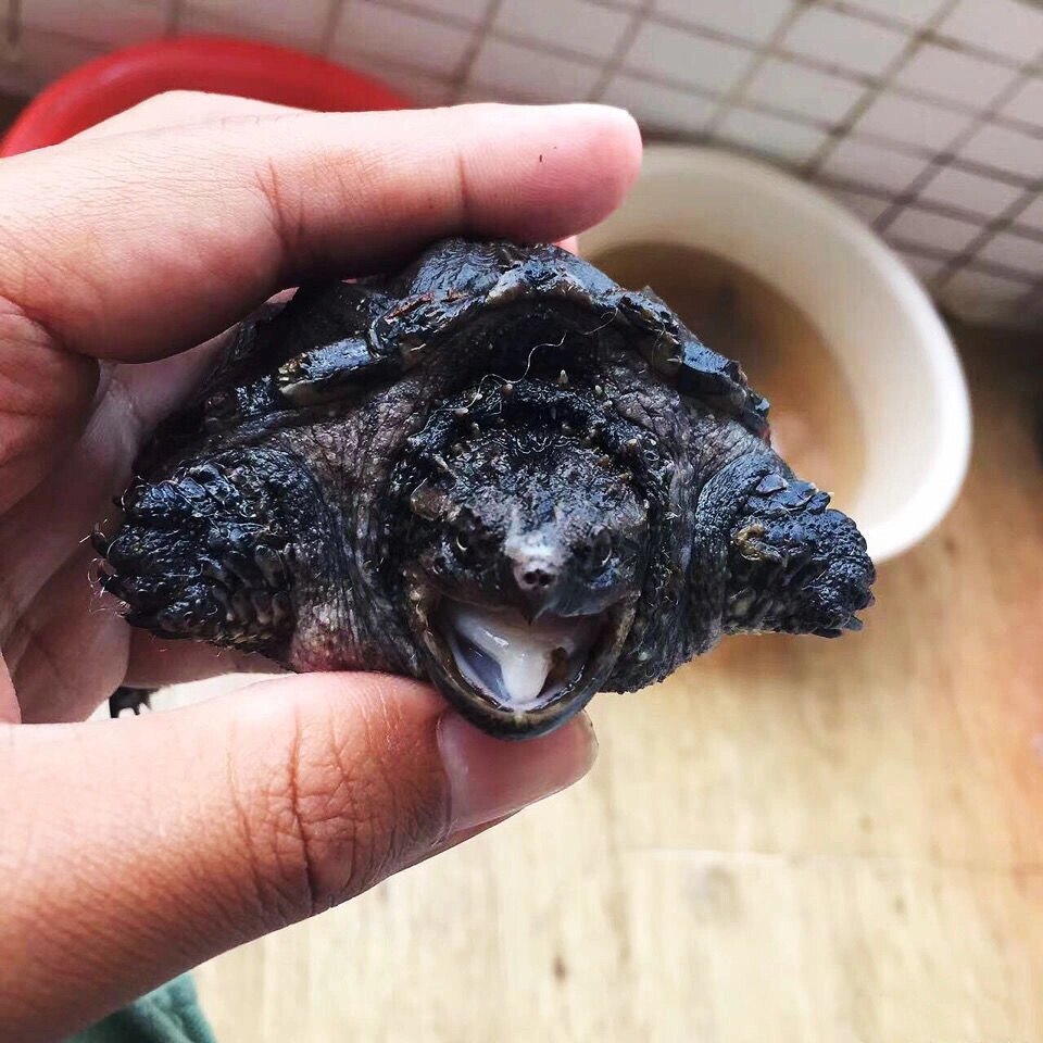 极品野黑佛鳄龟满头刺修长甲大宽脸背甲无敌