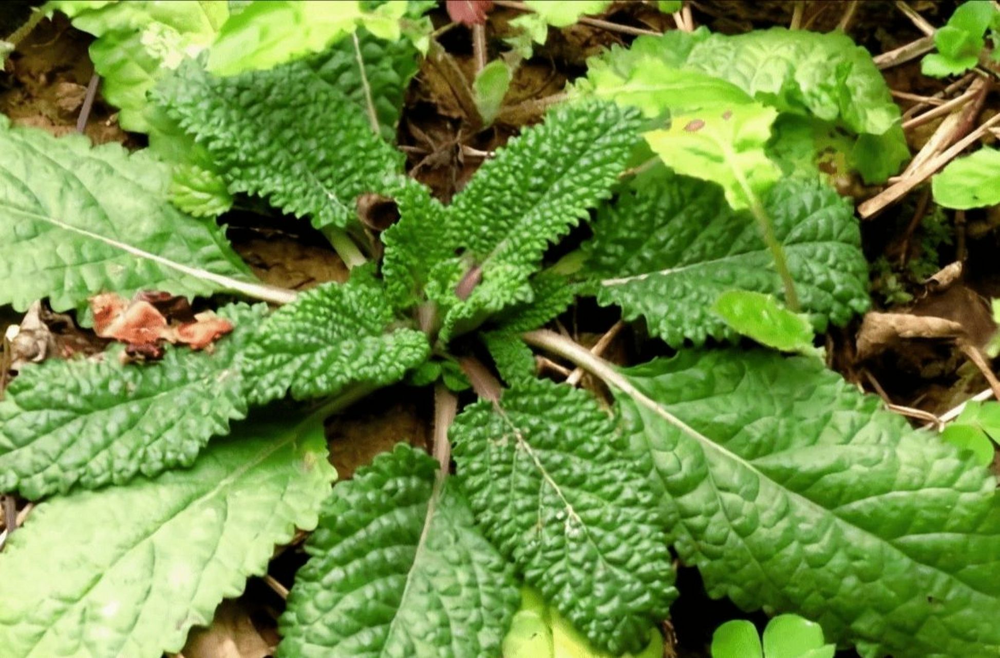 本草纲目—雪见 雪见草是唇形科,鼠尾草属一年生或二年生草本植物 性