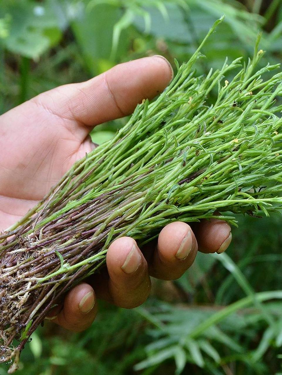 带大家见识一下新鲜的独脚金丫 农村土生土长的