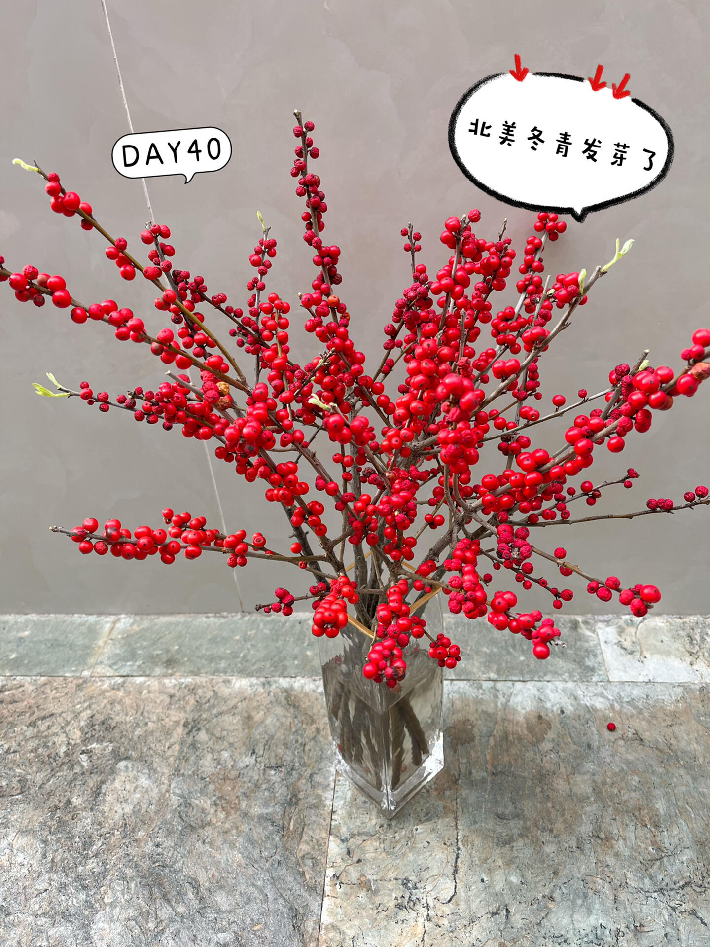 客返|第40天的北美冬青发芽了 年前发出的北美冬青,养护到第40天,仍然