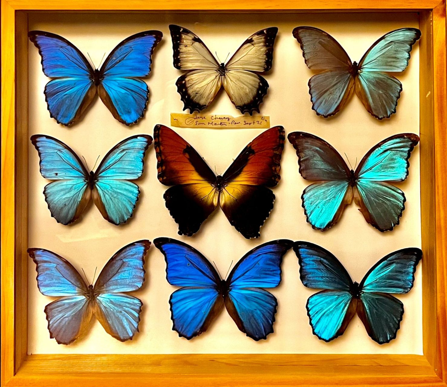 太阳闪蝶-黑夜中的火凤凰 太阳闪蝶(morpho hecuba )  闪蝶不只有蓝色