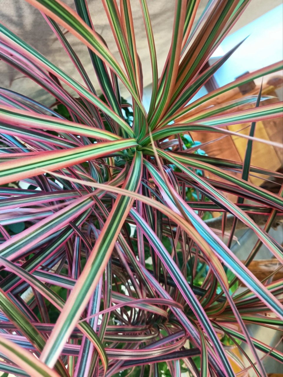 三色千年木,适宜家庭养殖 94三色千年木是龙舌兰科,龙血树属,常绿小