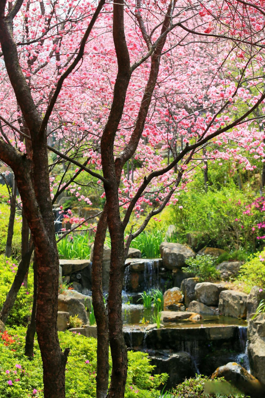大理古城看樱花,山水间的樱花谷,就是一个不错的地方!