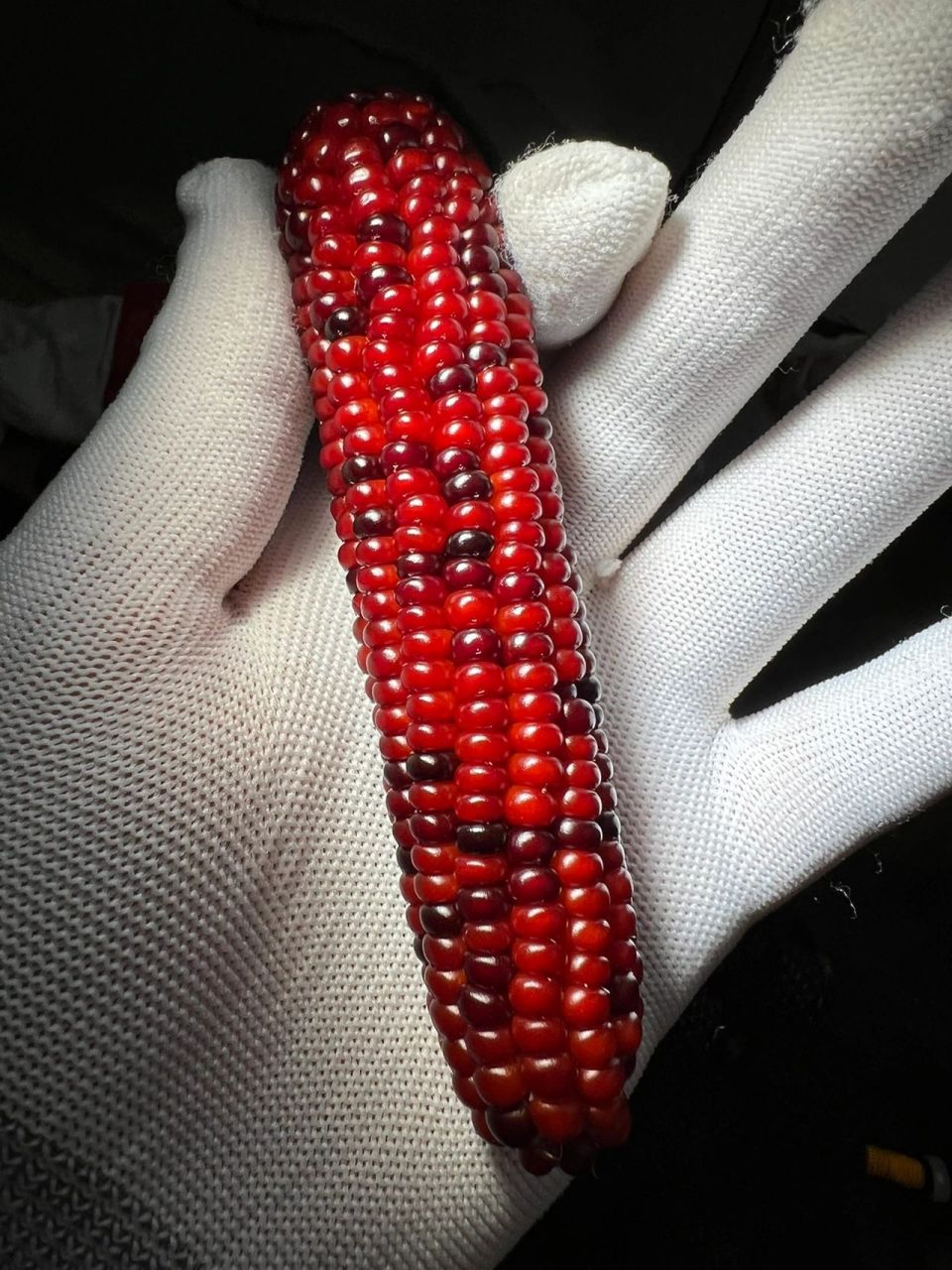 像这种入门级的高颜值小玉米 文玩袖珍玉米,纯天然种出来的真玉米  1.