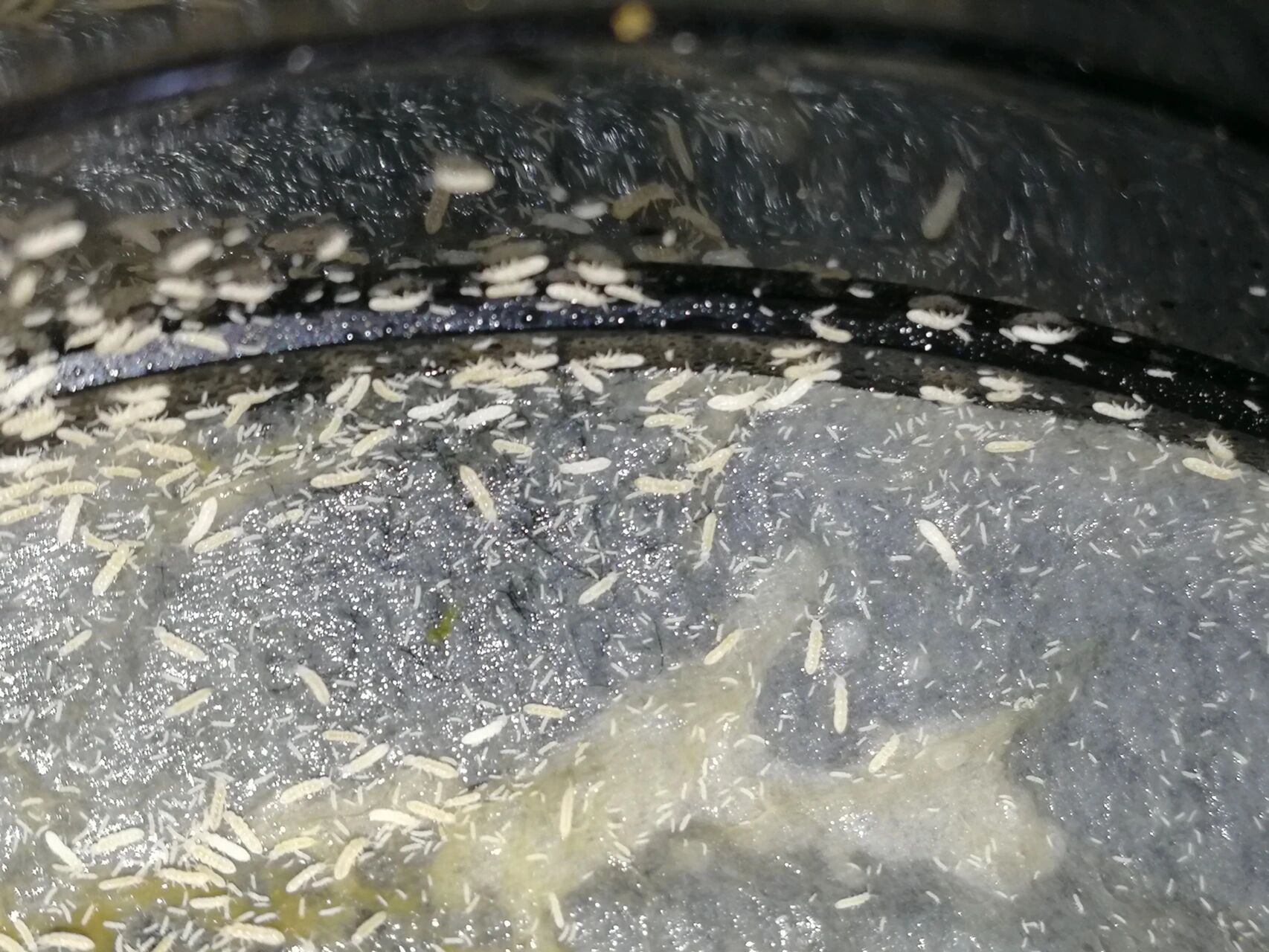 花盆土壤里有跳虫(烟灰虫)怎么处理?