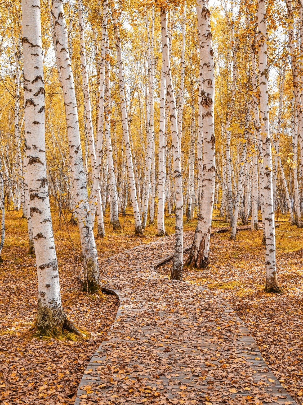 呼伦贝尔|白桦林景区"秋日礼赞"