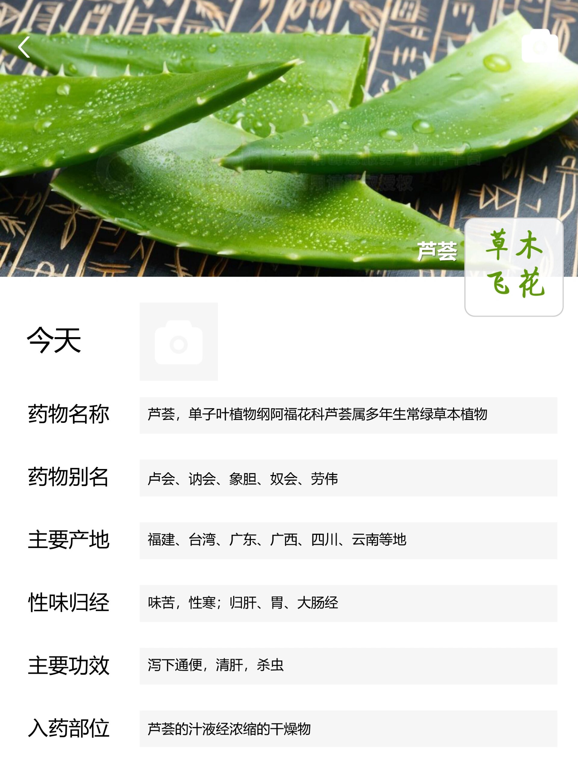 每天认识一味中草药-芦荟