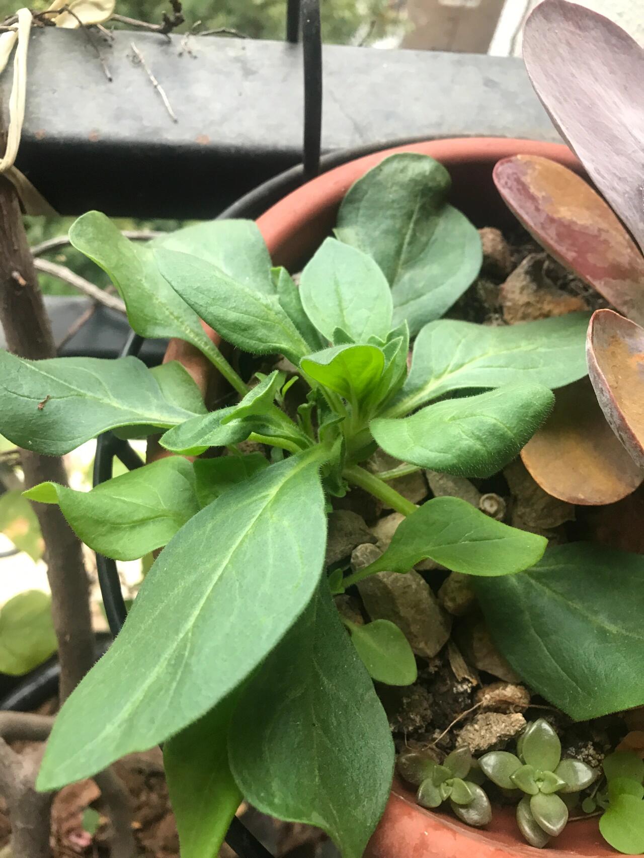 娇嫩欲滴的矮牵牛花小苗超级嫩绿的叶片喜人