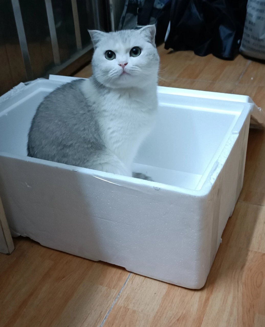 英短银白和银渐层的区别是什么?