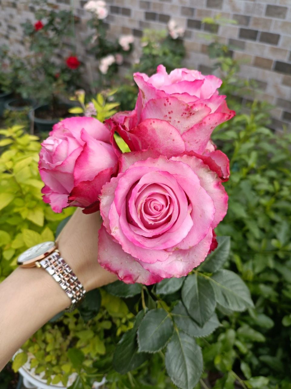 切花月季-魅影 超长待机时间,日晒雨淋暴风骤雨依然独自美丽,这个品种