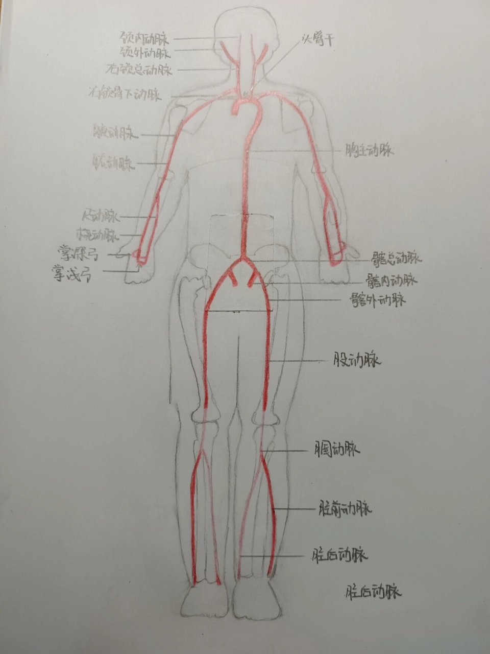 人体动脉分布图手绘图图片