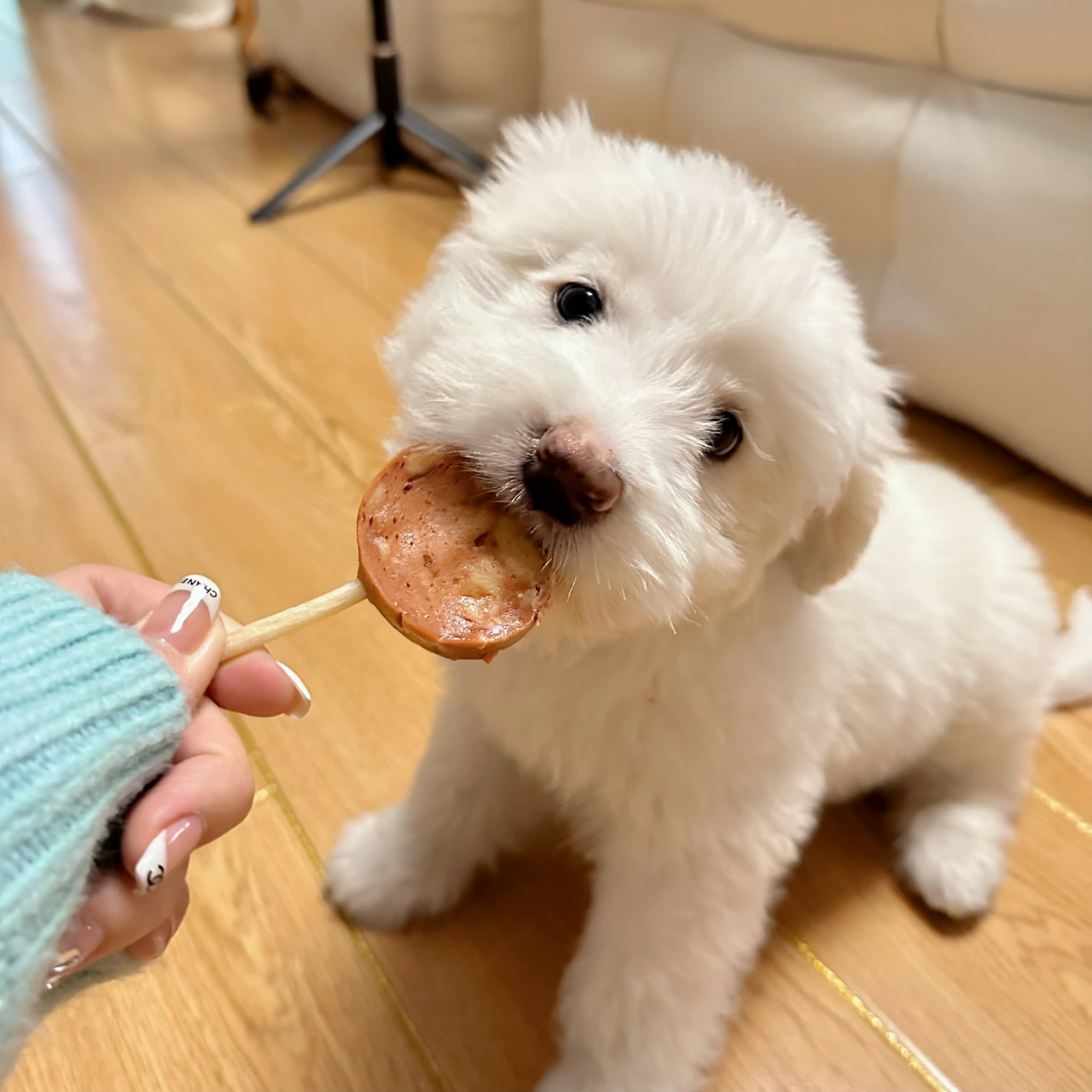 分享我的狗子,金毛和比熊的串串.
