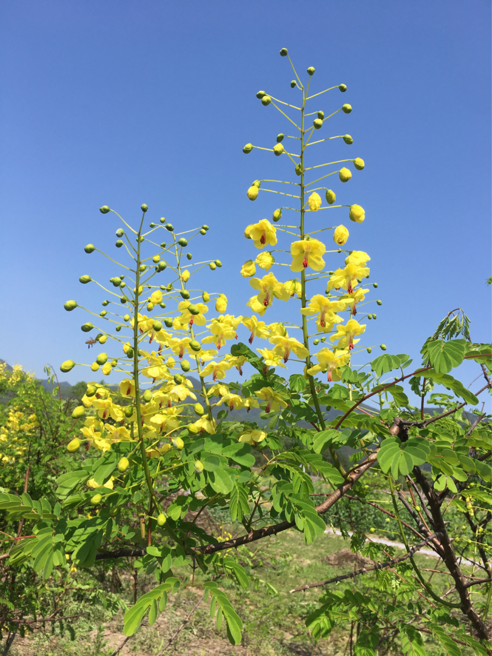 云实树蛀虫 云实树蛀虫,也叫斗米虫,稻谷虫,倒督皇郎虫