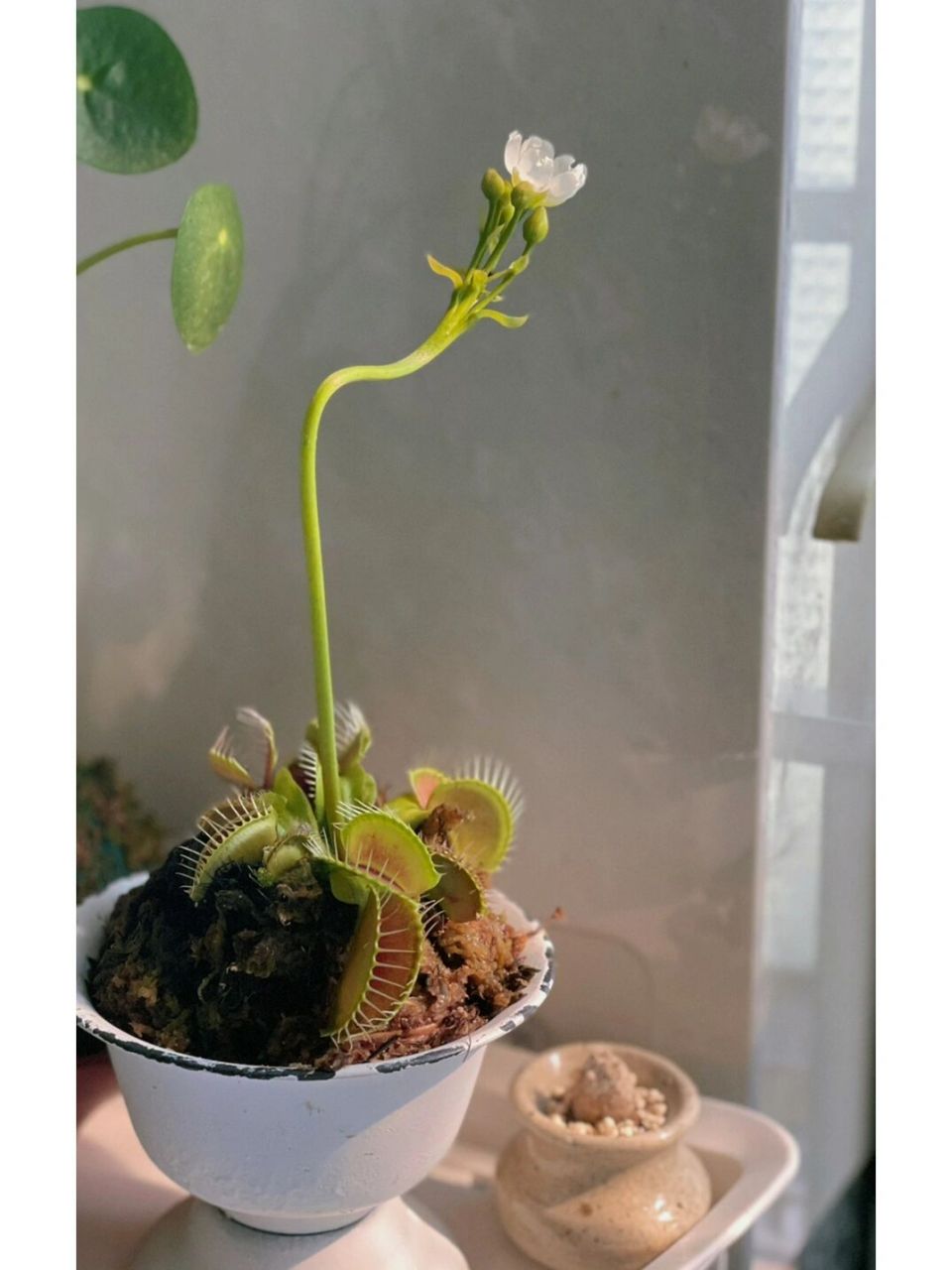 捕蝇草的花 在花卉市场上第一次看到开花的捕蝇草 原来捕蝇草开花是