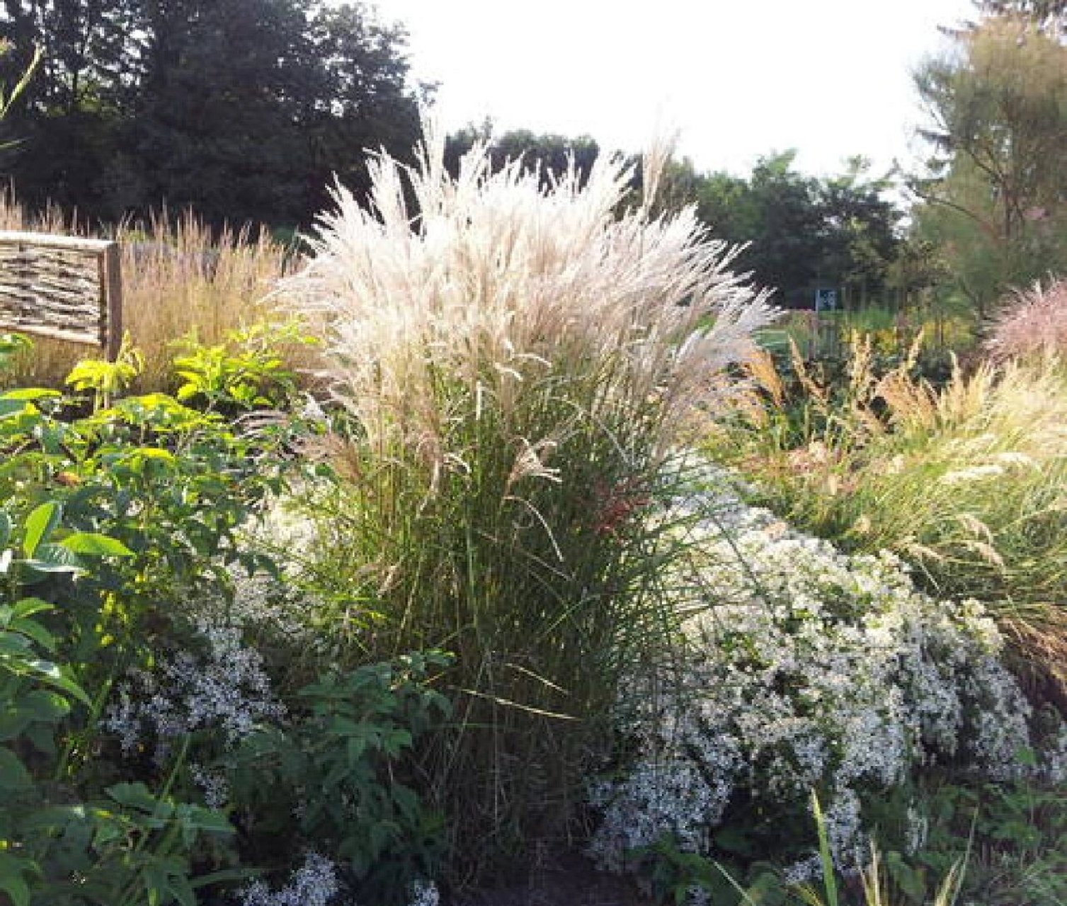 识草|矢羽芒 9797草本植物-多年生草本花卉,02观叶类 观穗,1.