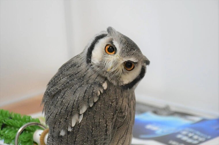 南方白面角鸮 ( ptilopsis granti )南方白面猫头鹰, 鸱鸮科,白面鸮属