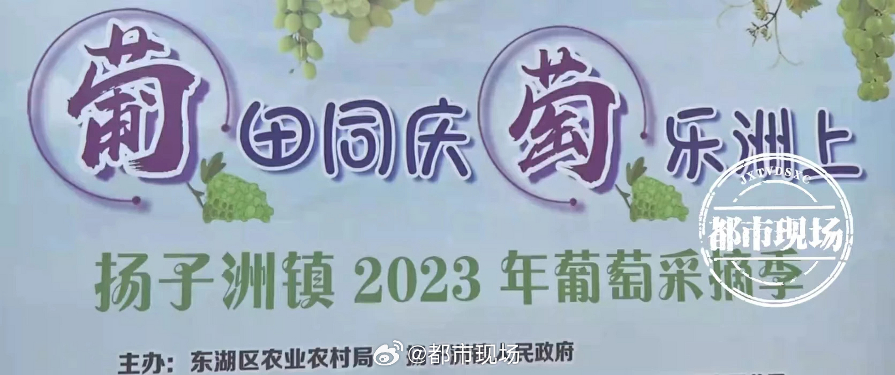 南昌市東湖區揚子洲鎮一個生態葡萄園內人頭攢動,當地開啟了葡萄歡樂