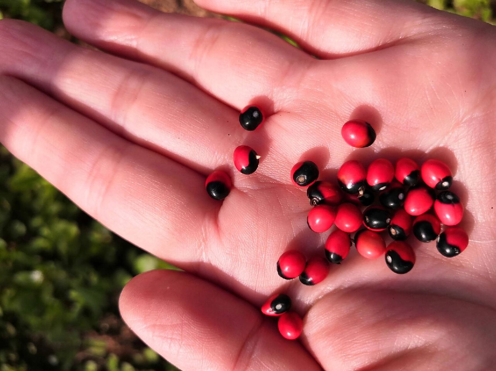 鸡骨草的种子,真漂亮