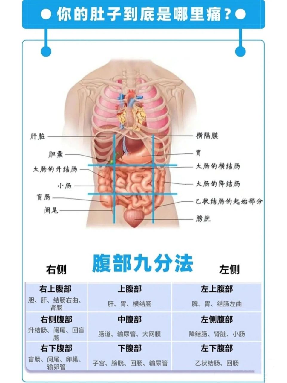 腹部分区九分法器官图片