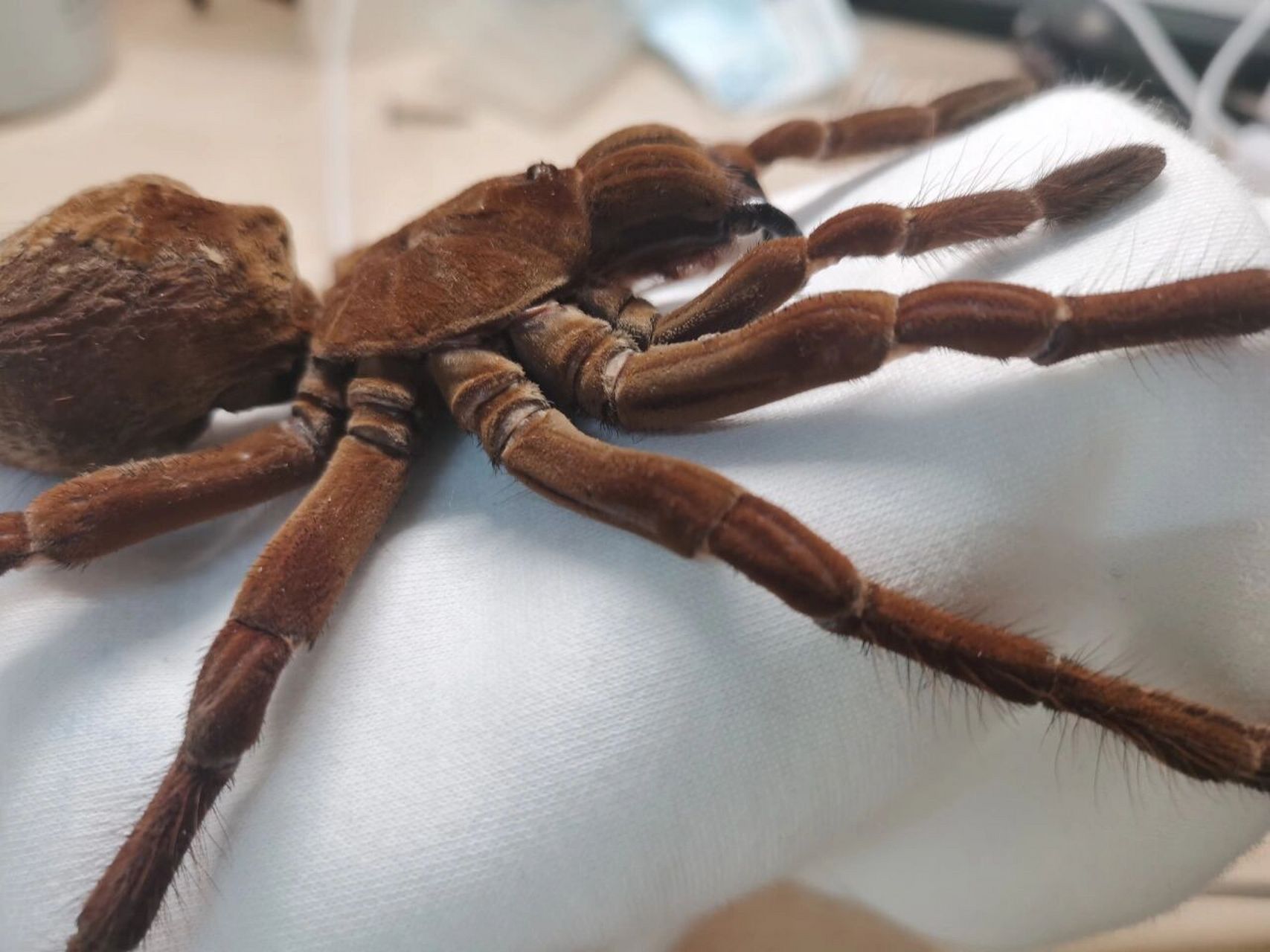 亚马逊巨人ts捕鸟蛛,世界上最大的捕鸟蛛,亚马逊巨人捕鸟蛛简称tb