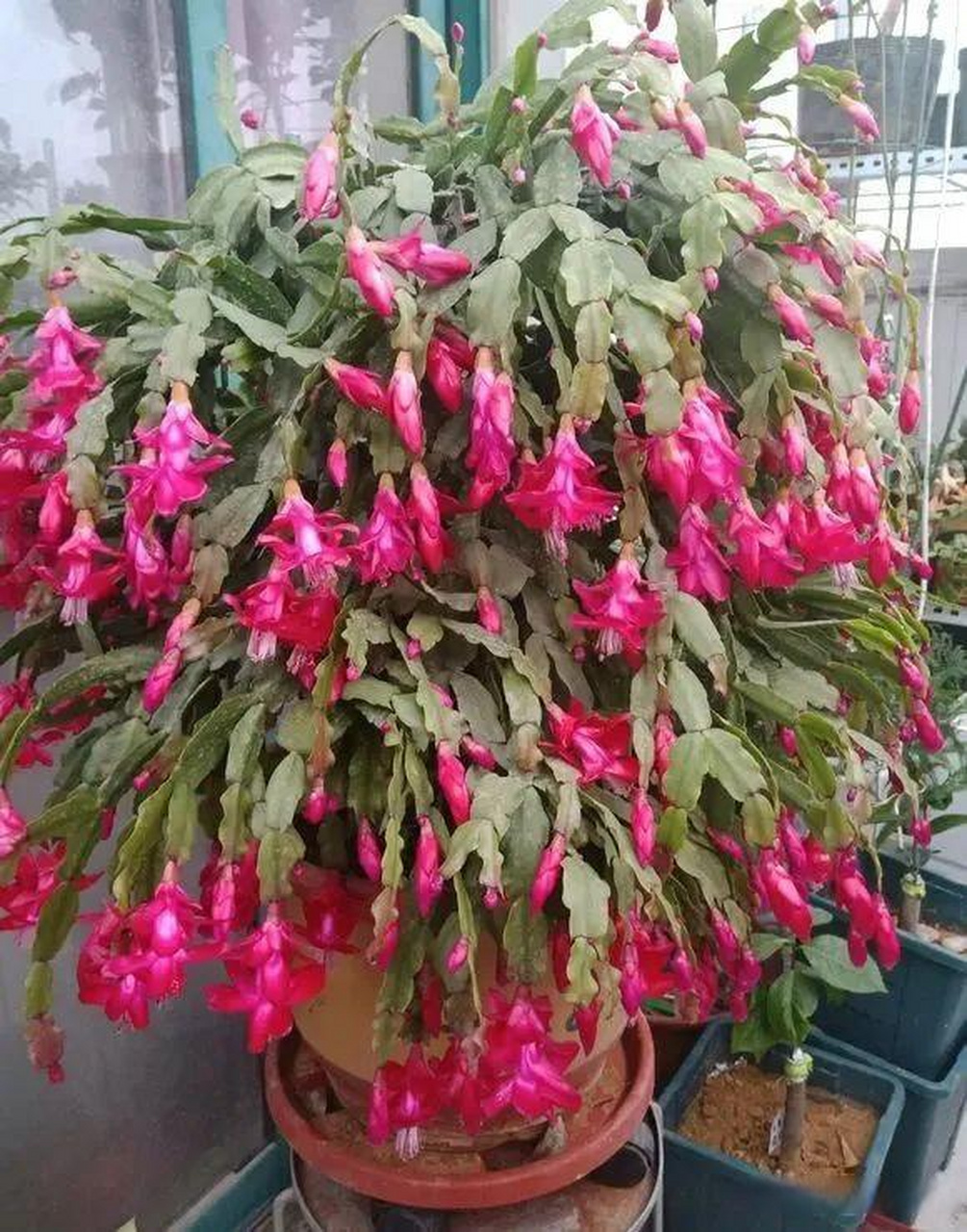 北方气候条件适合养蟹爪兰,生长更皮实