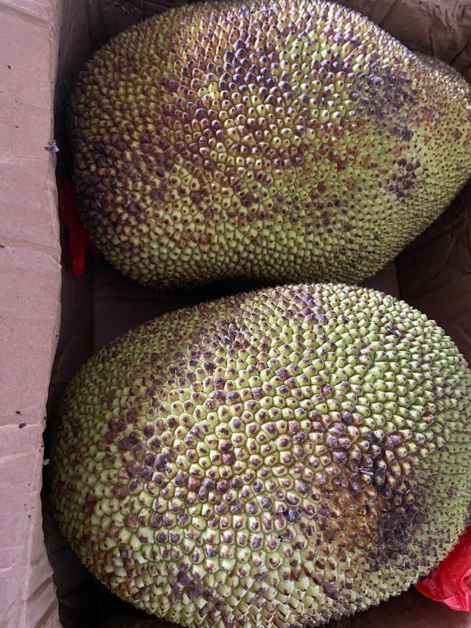 海南菠萝蜜干湿包区别 去了海南才知道海南菠萝蜜是有两个品种的:干包