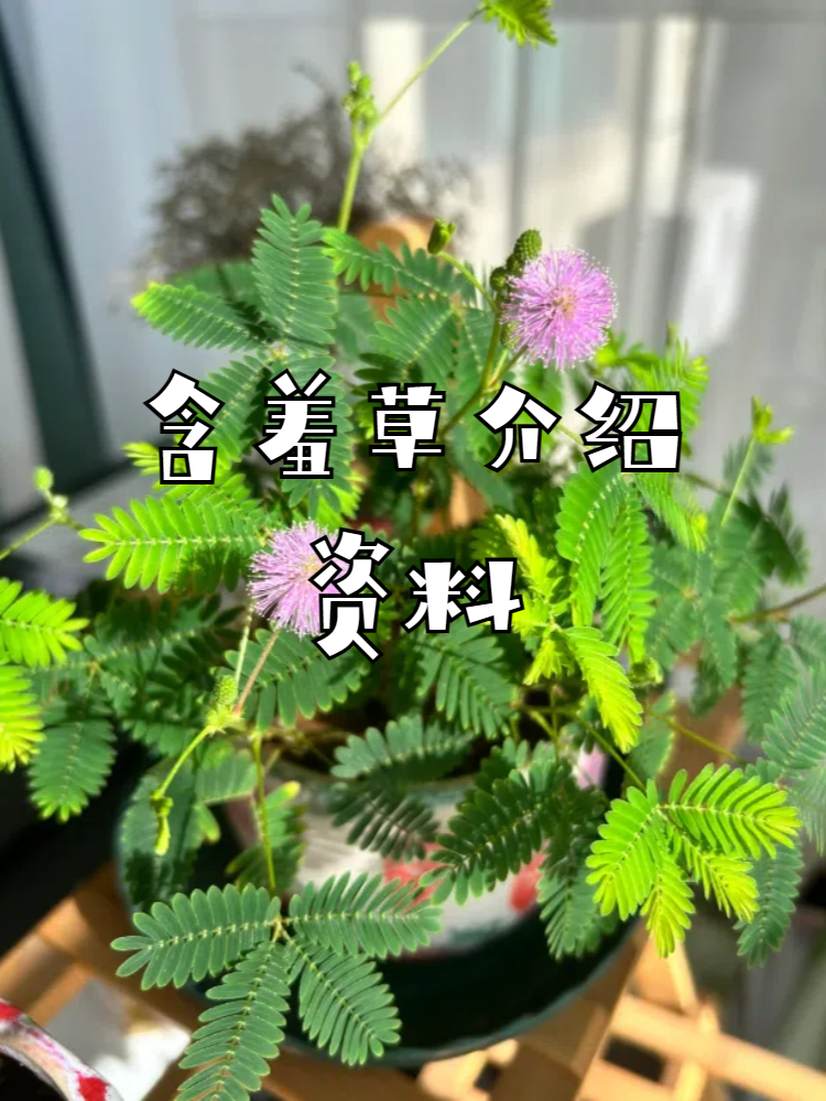 含羞草介绍资料