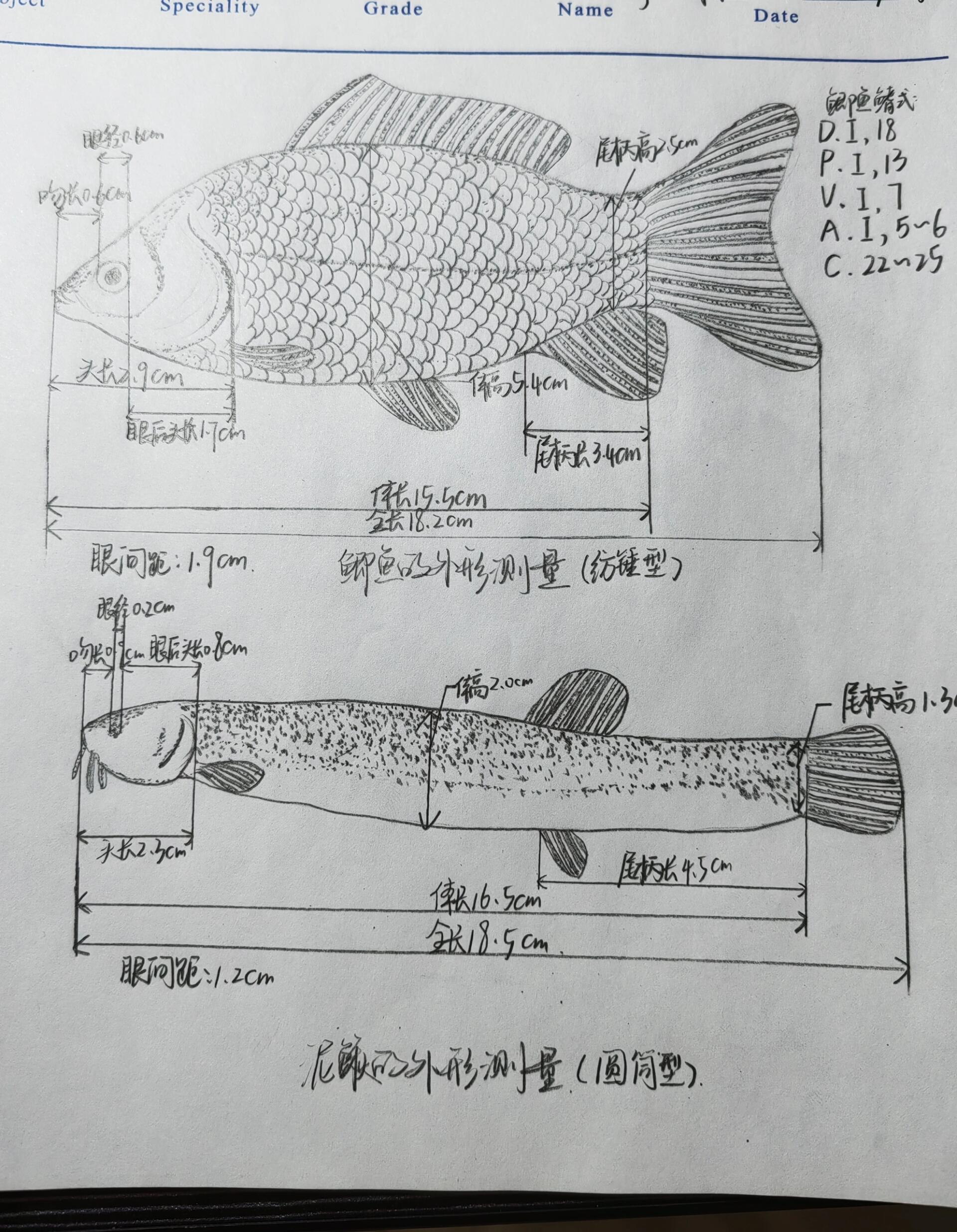 泥鳅钓鳜鱼线组图解图片