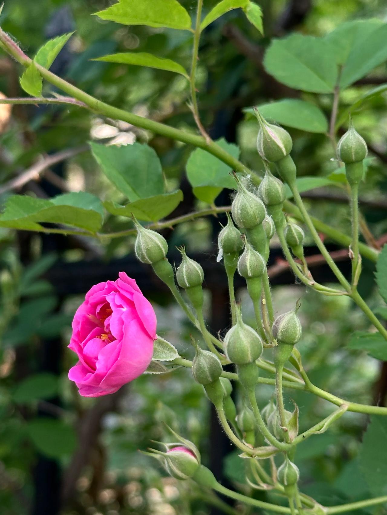 随手拍春天今天早上出门有一个惊喜,小区墙外的蔷薇花开了