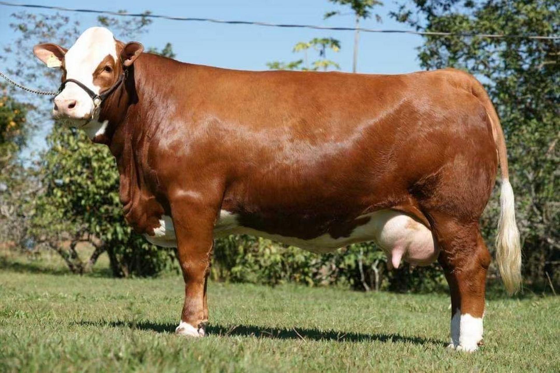 弗莱维赫杂交改良肉牛,这么说先马士也是弗莱维赫的后裔 91#改良