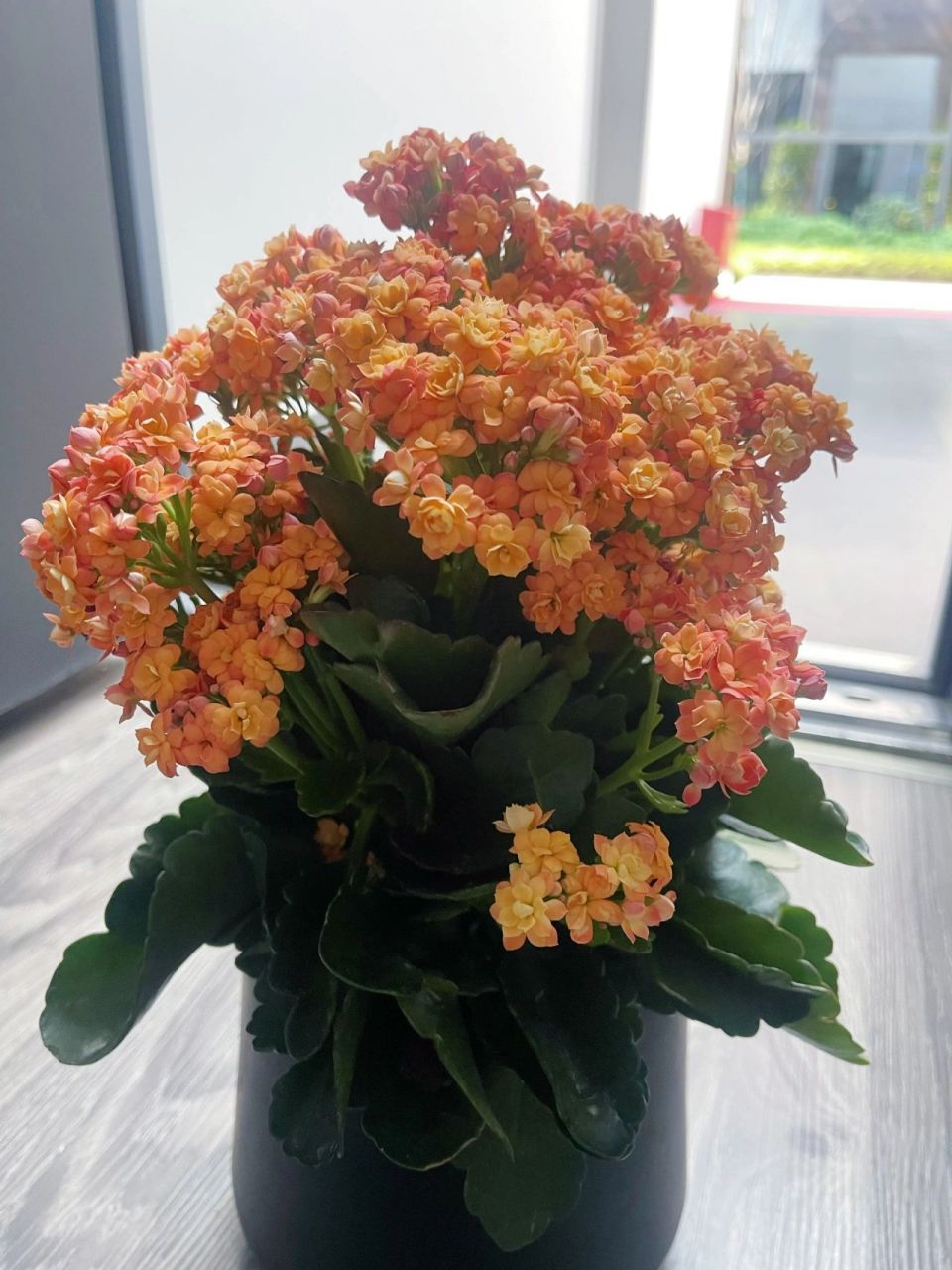 教你长寿花94爆盆秘笈 橙色长寿花   赛欧 渐变色的花朵美到心醉