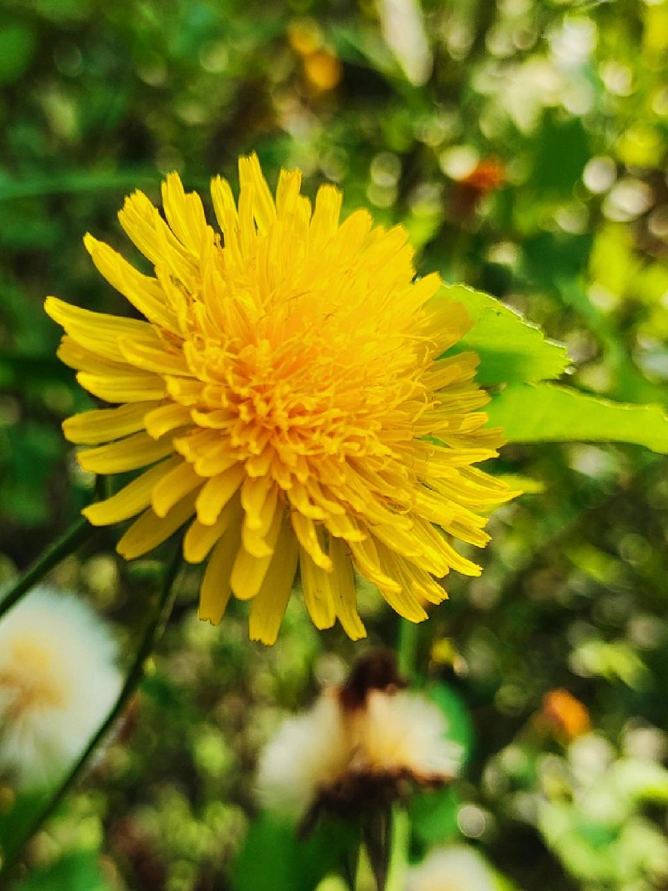 路边的金黄花可都认识? 拍几张乡村黄花,供大家分辨认识一下!