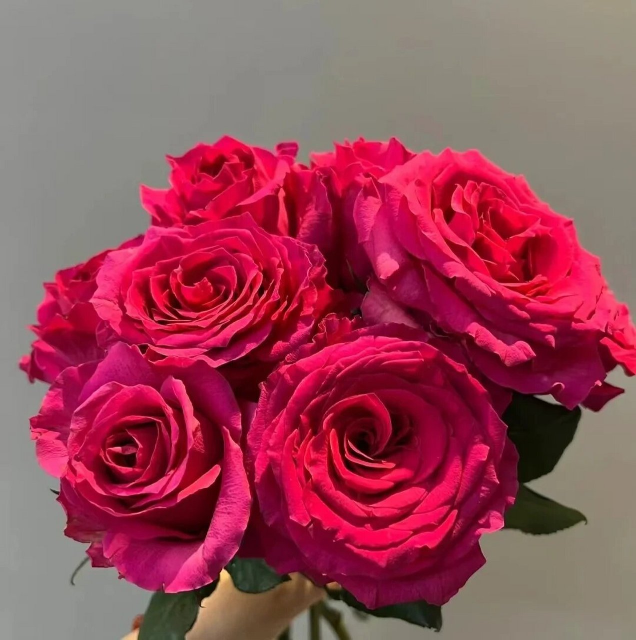 今日识花‖ 认识9款自带香味的玫瑰 粉佳人 自带水果香味的粉色少女感