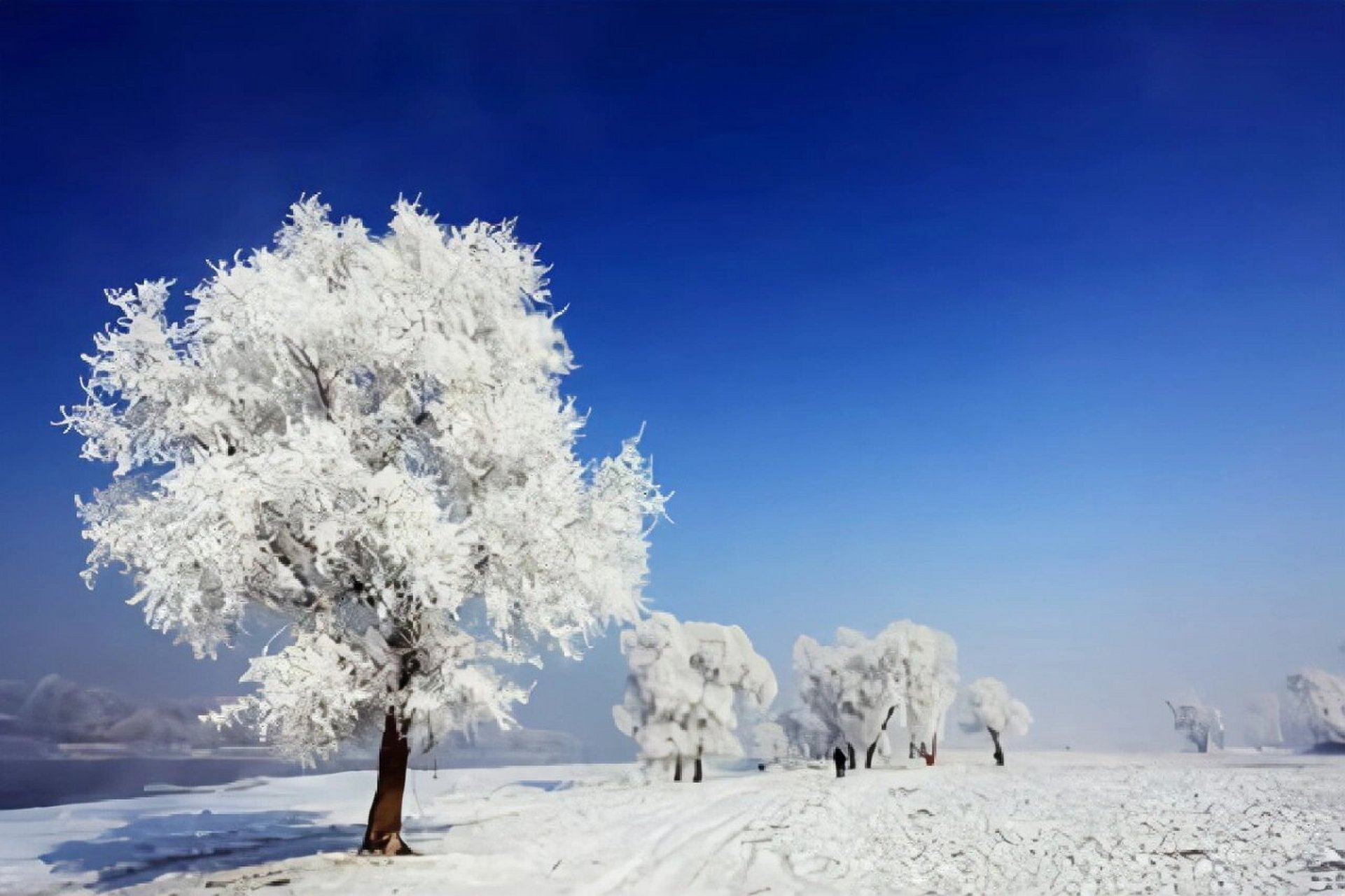 雪乡雾凇冰松图片图片