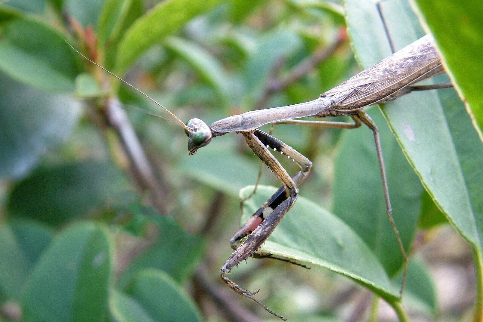 我拍到的两种褐/棕色螳螂 90对比  前四张是昨天拍的,后四张是上